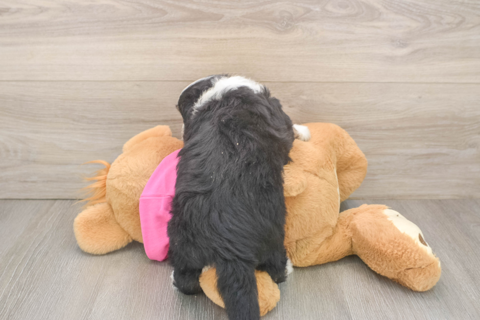 Aussiechon Pup Being Cute