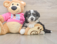 6 week old Aussiechon Puppy For Sale - Lone Star Pups
