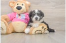Little Aussie Bichon Designer Puppy