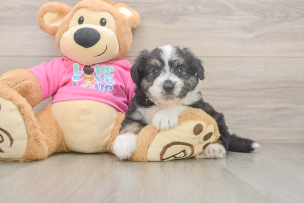 Little Aussie Bichon Designer Puppy