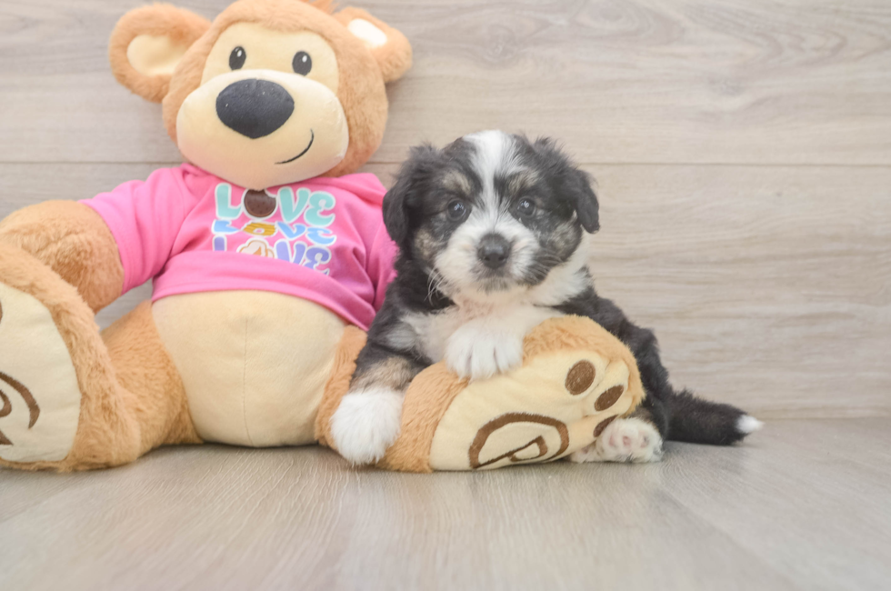 5 week old Aussiechon Puppy For Sale - Lone Star Pups