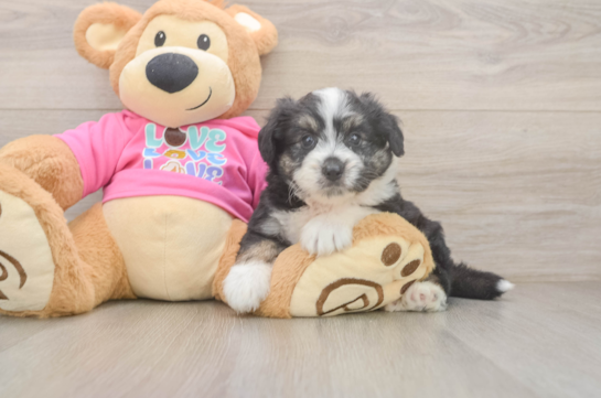 Little Aussie Bichon Designer Puppy
