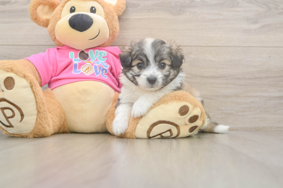 5 week old Aussiechon Puppy For Sale - Lone Star Pups