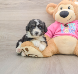 8 week old Aussiechon Puppy For Sale - Lone Star Pups