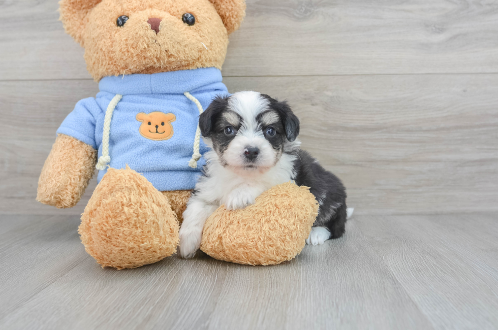 6 week old Aussiechon Puppy For Sale - Lone Star Pups