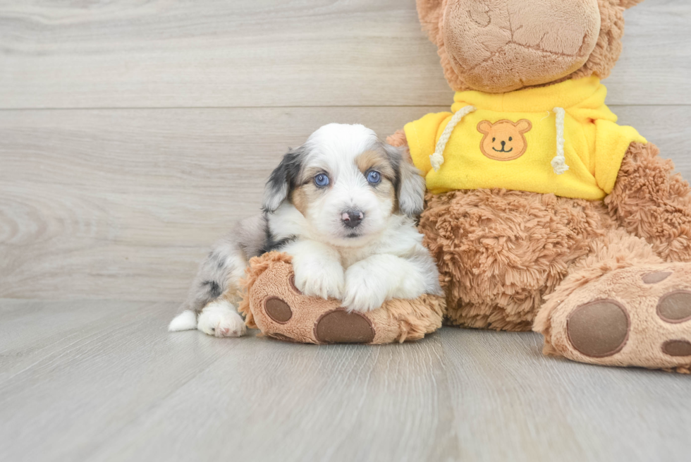 Aussiechon Pup Being Cute