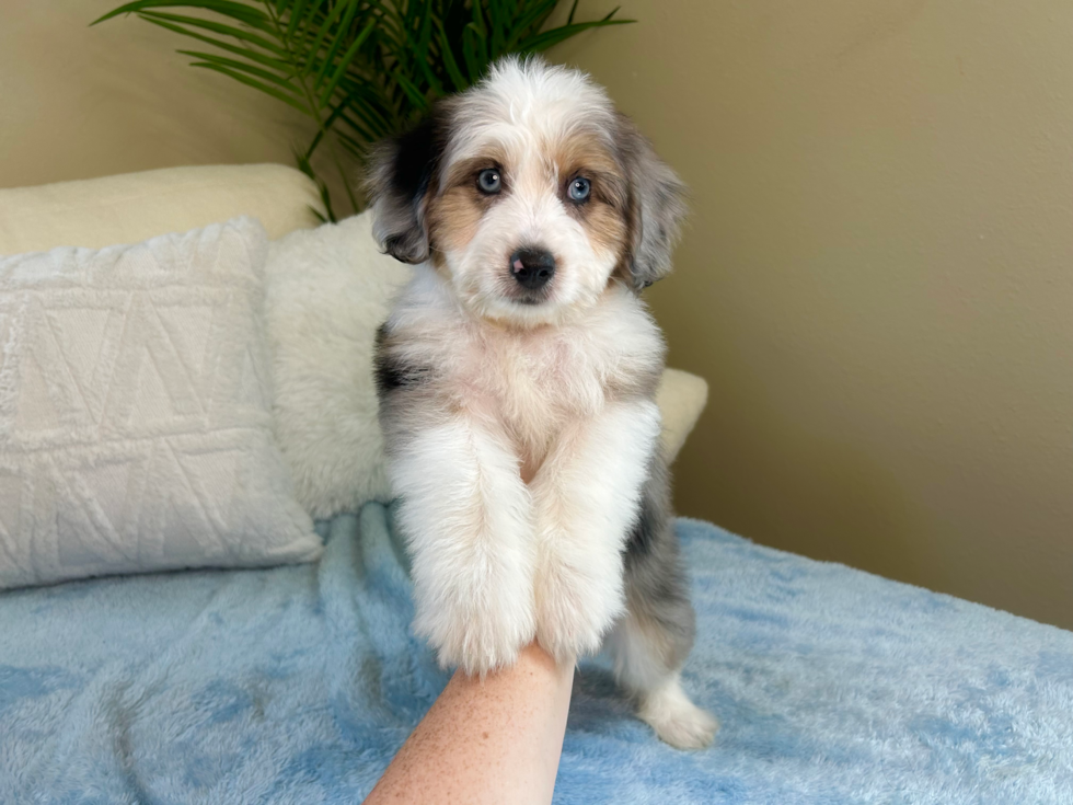 Cute Aussiechon Baby