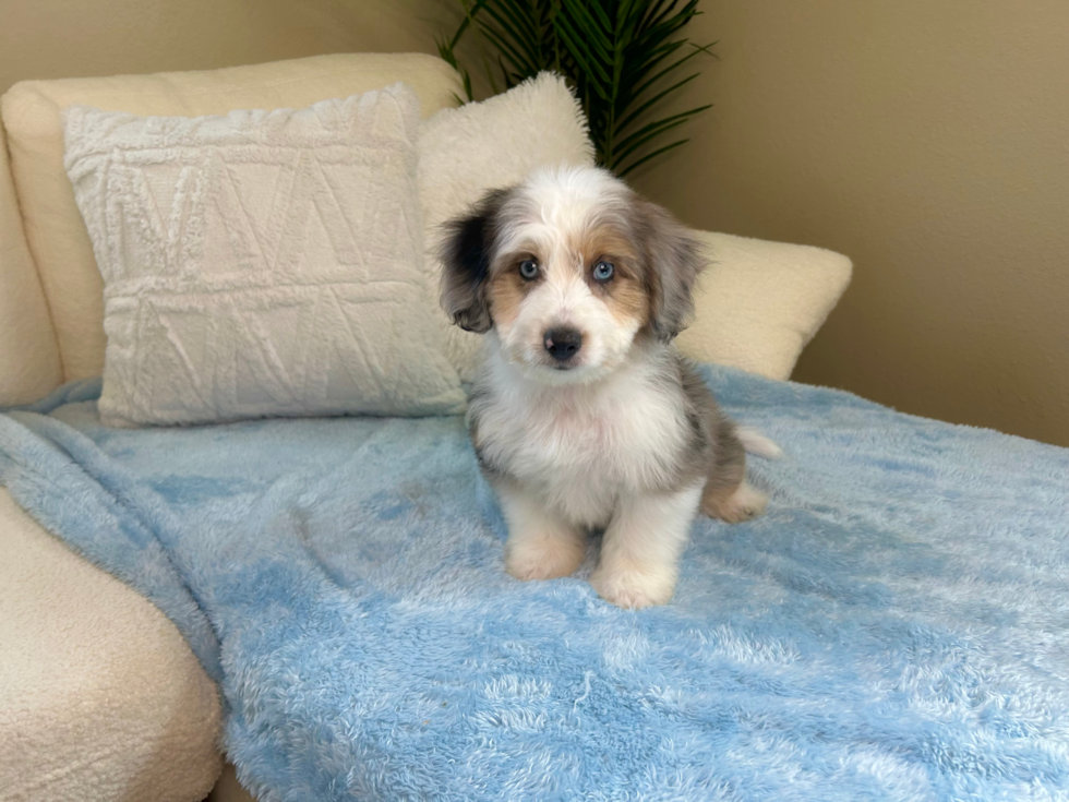 Aussiechon Puppy for Adoption