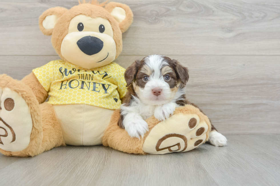 7 week old Aussiechon Puppy For Sale - Lone Star Pups