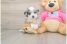 Aussiechon Puppy for Adoption