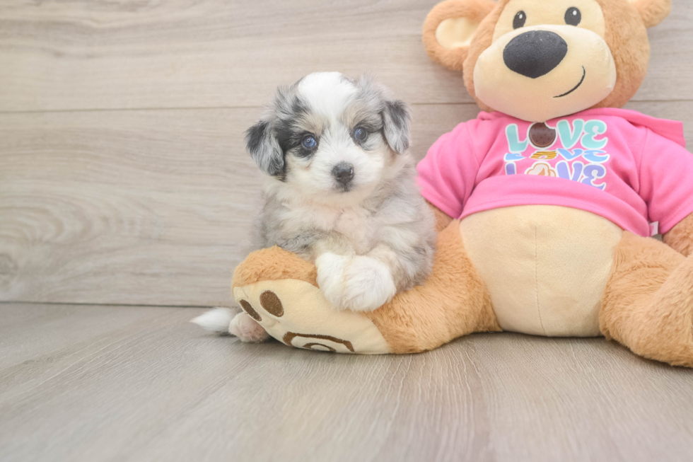Aussiechon Puppy for Adoption