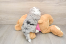 Aussiechon Puppy for Adoption