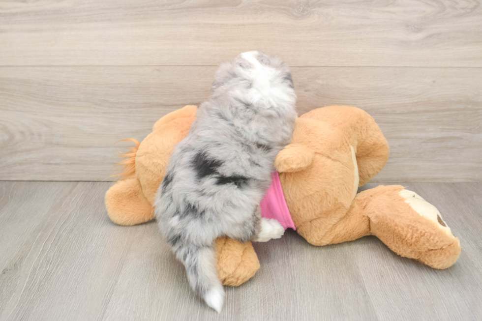 Aussiechon Puppy for Adoption