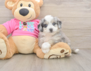 5 week old Aussiechon Puppy For Sale - Lone Star Pups