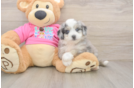 Aussiechon Puppy for Adoption
