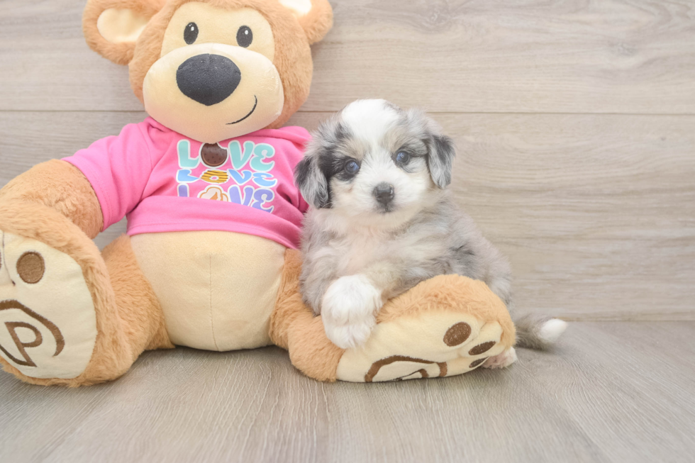 Aussiechon Puppy for Adoption