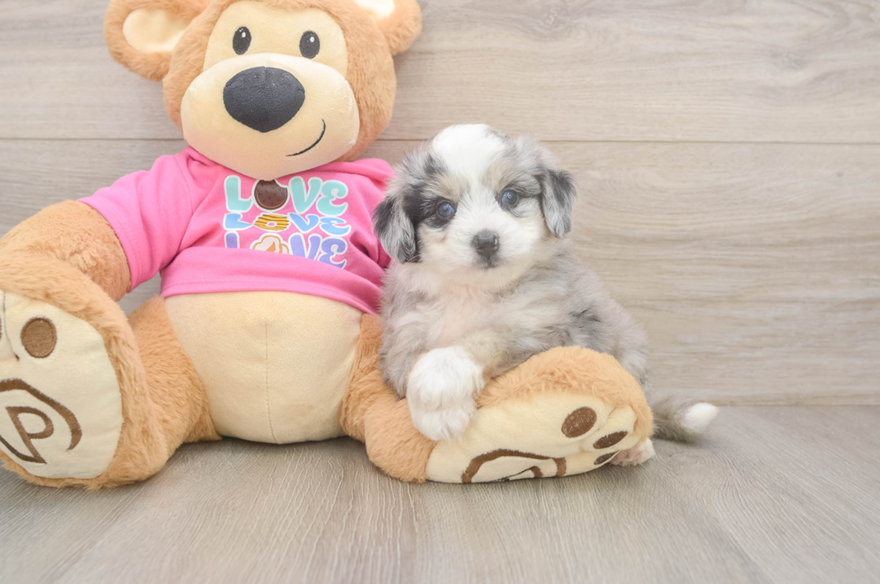 5 week old Aussiechon Puppy For Sale - Lone Star Pups