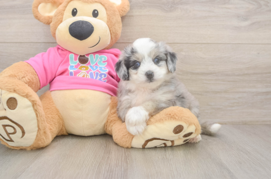 Aussiechon Puppy for Adoption