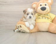 6 week old Aussiechon Puppy For Sale - Lone Star Pups