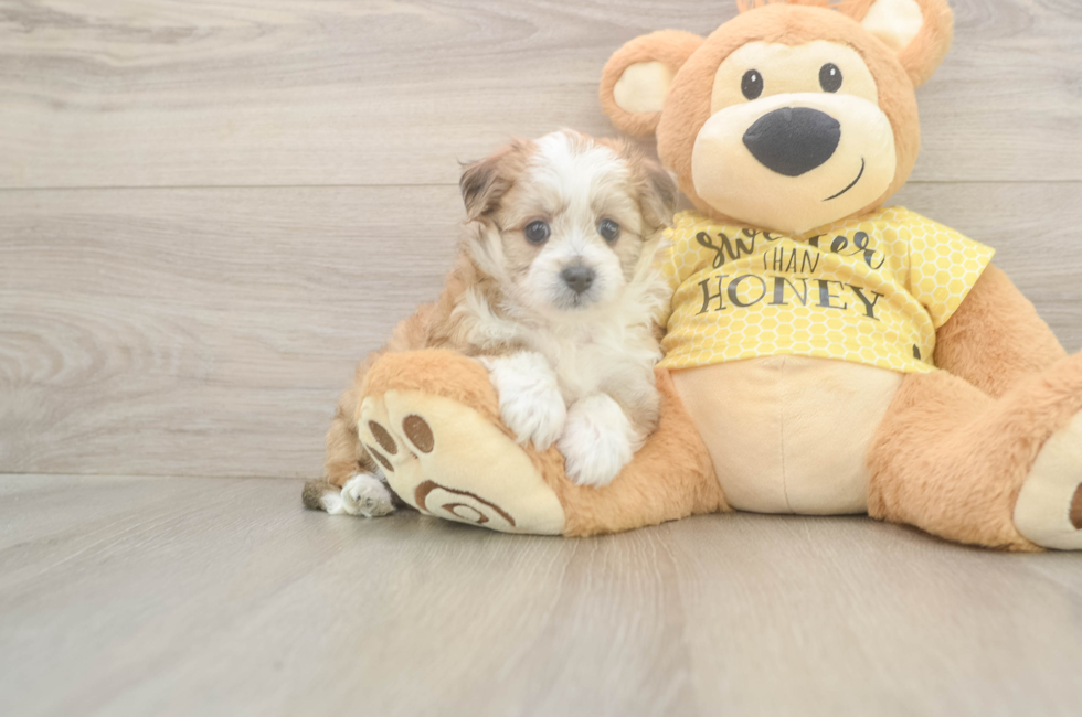 5 week old Aussiechon Puppy For Sale - Lone Star Pups