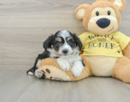 7 week old Aussiechon Puppy For Sale - Lone Star Pups