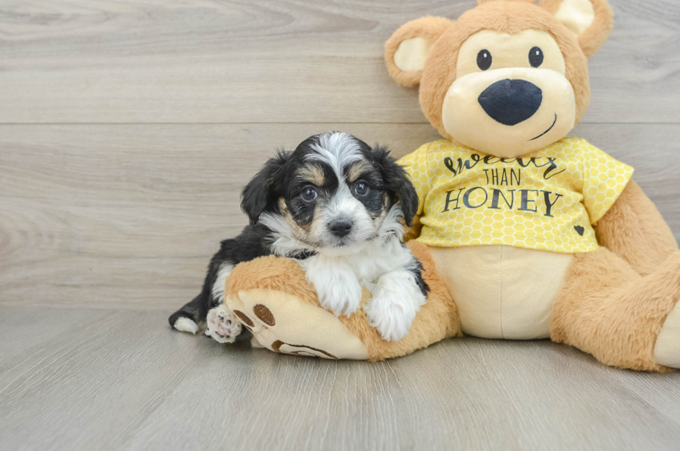 6 week old Aussiechon Puppy For Sale - Lone Star Pups