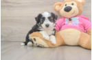 Funny Aussiechon Designer Pup