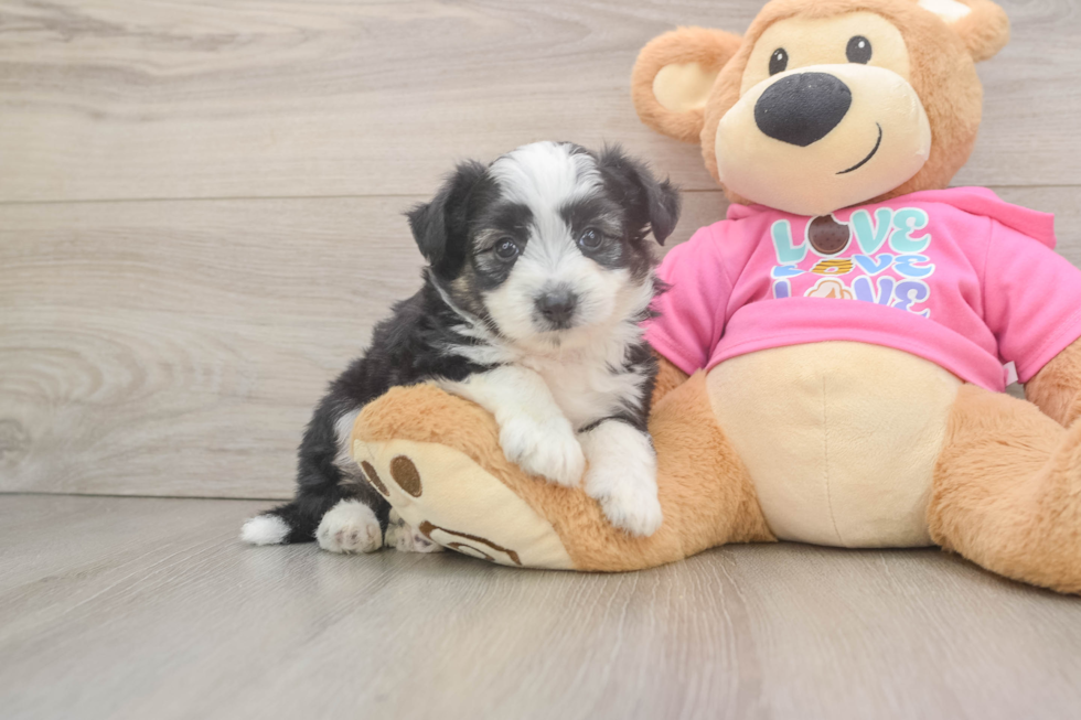 Funny Aussiechon Designer Pup