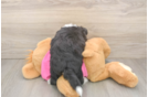 Smart Aussiechon Designer Pup