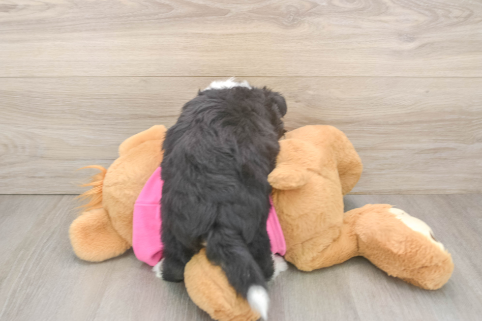 Smart Aussiechon Designer Pup