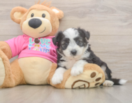 6 week old Aussiechon Puppy For Sale - Lone Star Pups