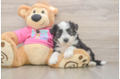 Popular Aussiechon Designer Pup