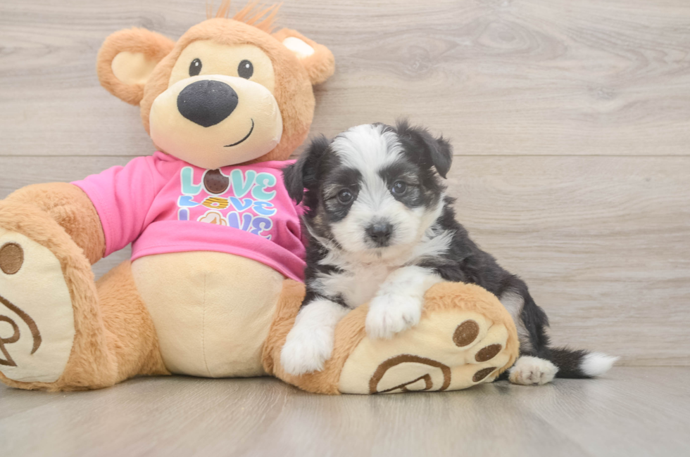 5 week old Aussiechon Puppy For Sale - Lone Star Pups