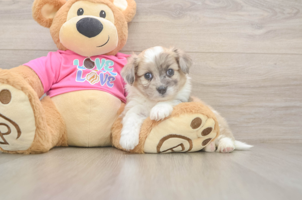 5 week old Aussiechon Puppy For Sale - Lone Star Pups