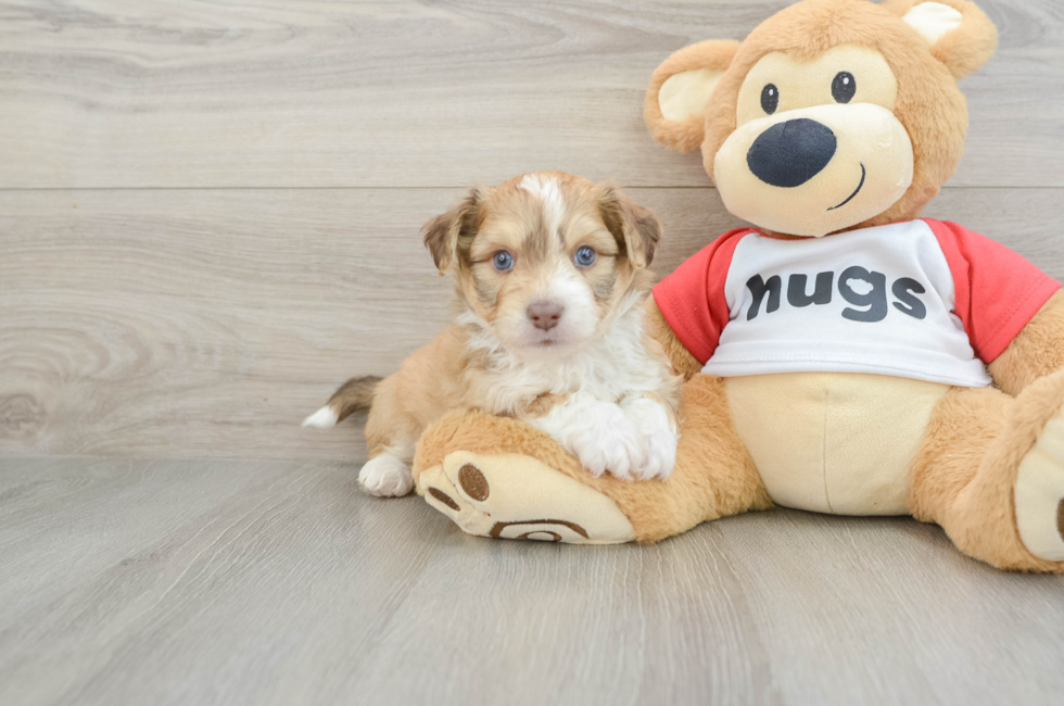 6 week old Aussiechon Puppy For Sale - Lone Star Pups