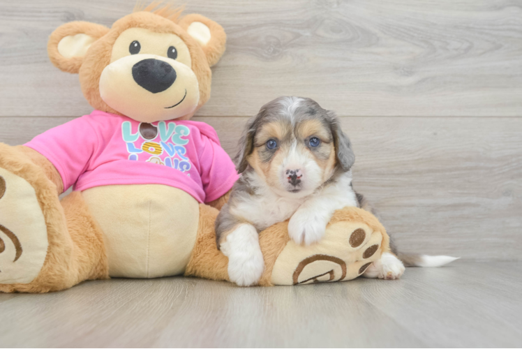 Best Aussiechon Baby