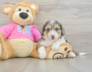 6 week old Aussiechon Puppy For Sale - Lone Star Pups