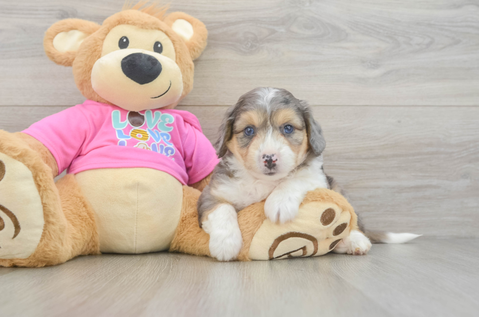 6 week old Aussiechon Puppy For Sale - Lone Star Pups