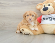7 week old Aussiechon Puppy For Sale - Lone Star Pups