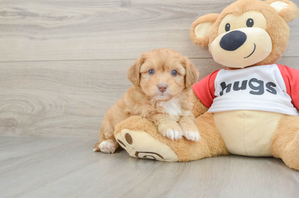 6 week old Aussiechon Puppy For Sale - Lone Star Pups