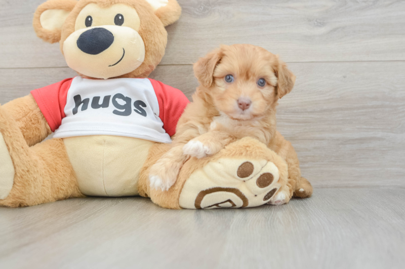 Meet Leia - our Aussiechon Puppy Photo 3/8 - Lone Star Pups