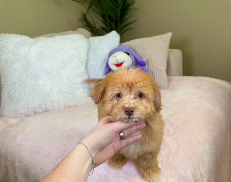 Meet Leia - our Aussiechon Puppy Photo 4/8 - Lone Star Pups