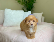 9 week old Aussiechon Puppy For Sale - Lone Star Pups