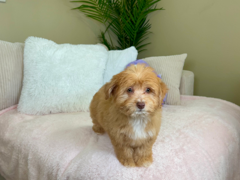 Meet Leia - our Aussiechon Puppy Photo 5/8 - Lone Star Pups