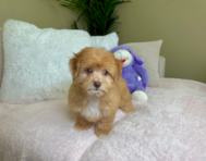 12 week old Aussiechon Puppy For Sale - Lone Star Pups