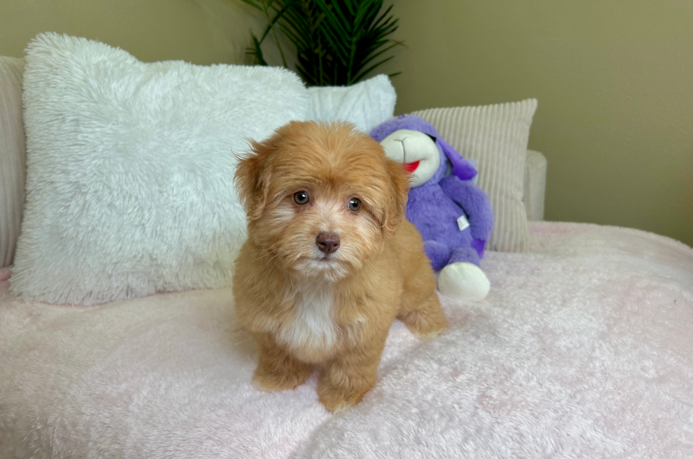 13 week old Aussiechon Puppy For Sale - Lone Star Pups