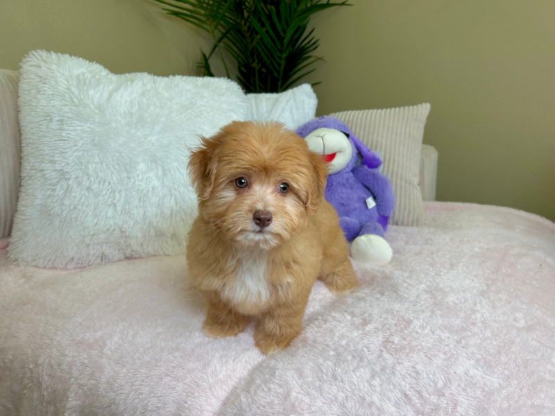 Meet Leia - our Aussiechon Puppy Photo 6/8 - Lone Star Pups