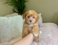 11 week old Aussiechon Puppy For Sale - Lone Star Pups