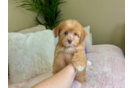 Aussiechon Puppy for Adoption