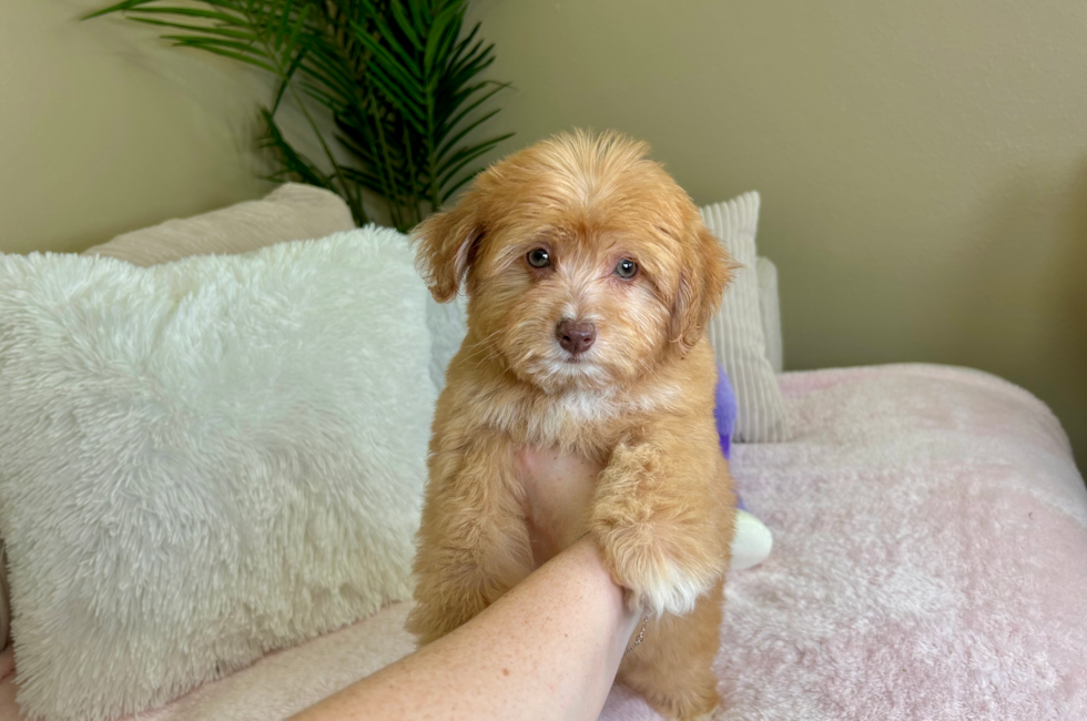 10 week old Aussiechon Puppy For Sale - Lone Star Pups